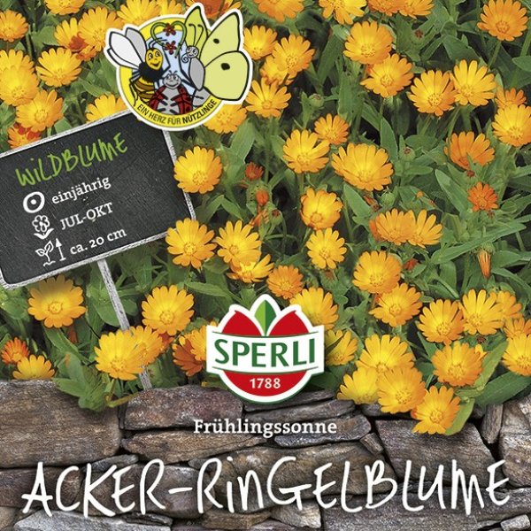 Acker-Ringelblume Frühlingssonne Bild 1